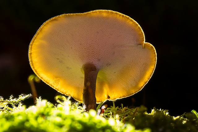 houba rostoucí ze země